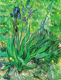 Vincent van Gogh - Irys