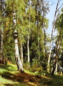 Ivan Shishkin - Brzozowy las